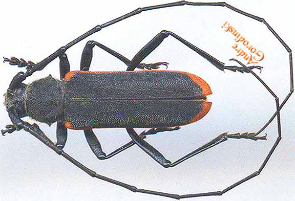 http://www.gorodinski.ru/cerambyx/Purpuricenus montanus.jpg